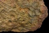 Silurian Fossil Crinoid (Scyphocrinites) Plate - Morocco #148556-4